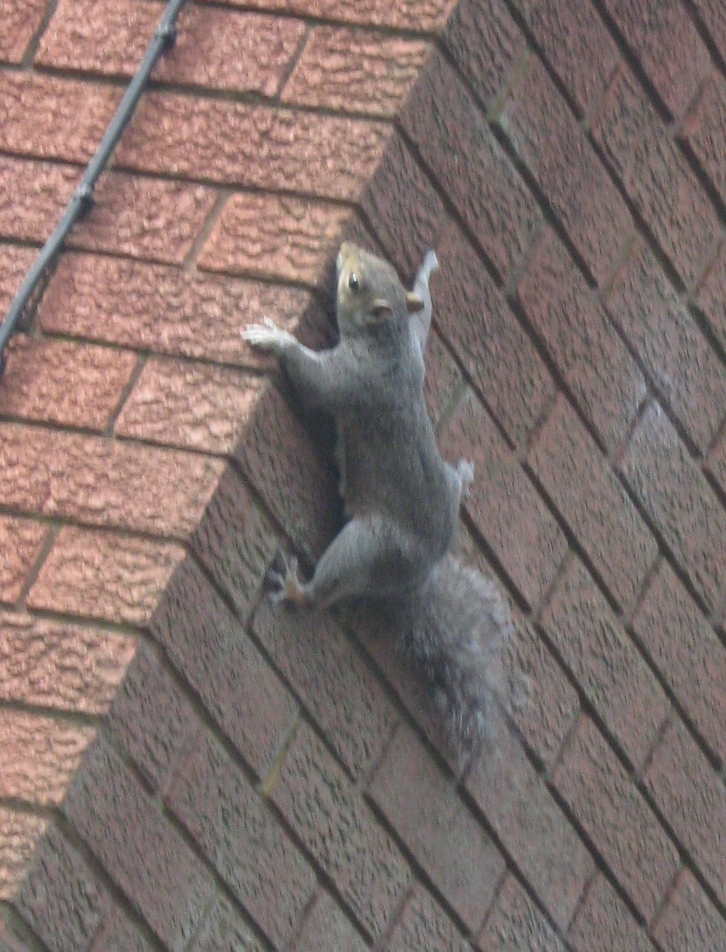 squirrel_on_wall_-